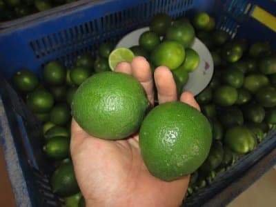 fresh fruit cheap price fresh seedless lime Vietnam